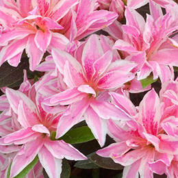 Azalea japonesa 'Pink Spider'